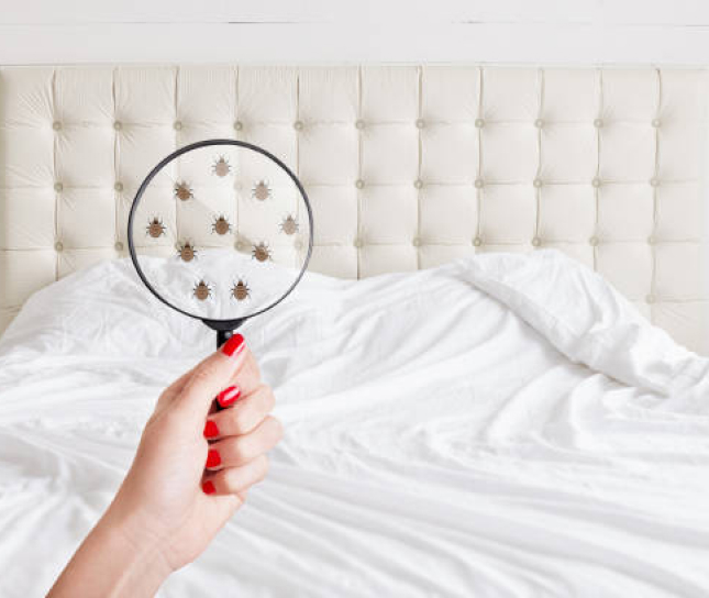 bed-bug-background bed bug magnifying glass
