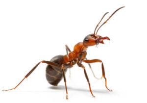 image 2 One Ant