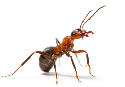 image 2 One Ant