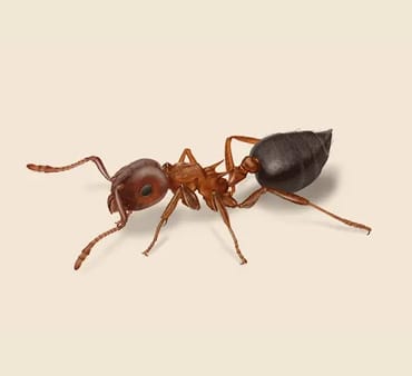 Acrobat-Ant - Only Bugs Acrobat-Ant