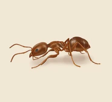 Argentine-Ant - Only Bugs Argentine-Ant