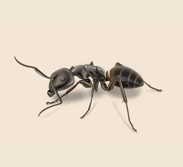 Carpenter-Ant - Only Bugs Carpenter Ant