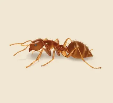 Crazy_Ant - Only Bugs Crazy_Ant