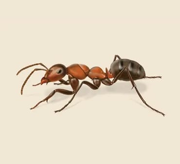 Field-Ant - Only Bugs Field Ant