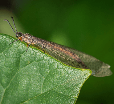 Adult Antlion 1 - Only Bugs Adult Antlion