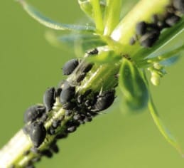Black bean aphids - Only Bugs Black bean aphid