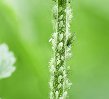 Cabbage aphids - Only Bugs Cabbage aphid
