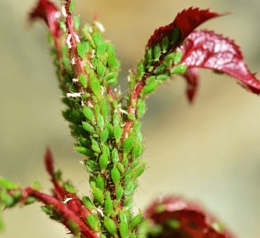 Green Peach Aphids - Only Bugs Green peach aphid