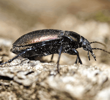 Ground beetle - Only Bugs Black Beetle on ground