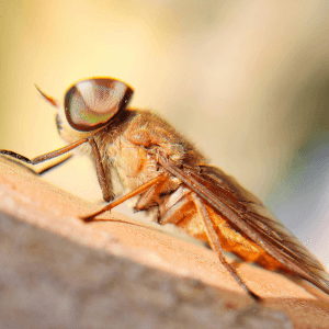 horse flies