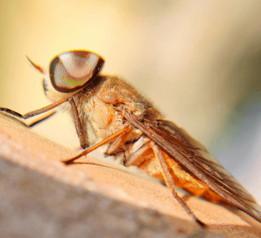 Horsefly 1 - Only Bugs Horse fly resting