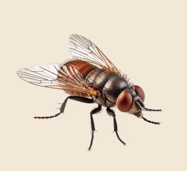 Housefly ai - Only Bugs House fly on floor