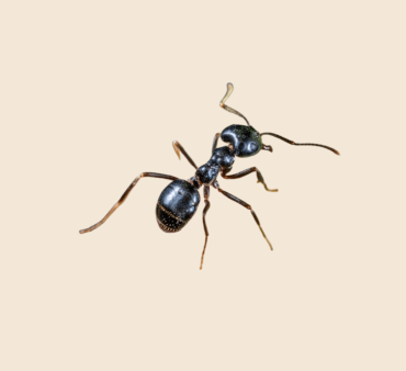 Odorous black ant
