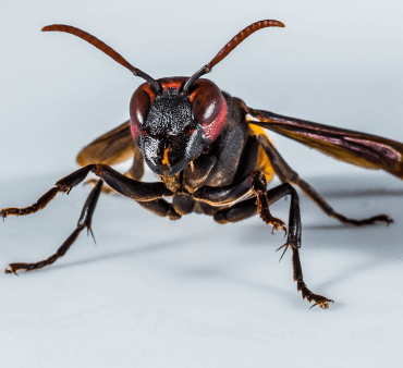 Paperwasps - Only Bugs Paper wasp stinger