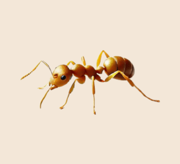Pharaoh ant - Only Bugs