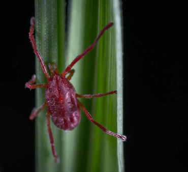 Predatory mite - Only Bugs Mite on Leaf