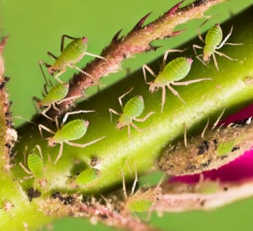 Rose aphids - Only Bugs Up close image for rose aphid
