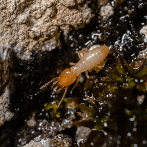 Termite insect Crawling termite