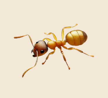 Thief Ants - Only Bugs Image of thief ant crawling