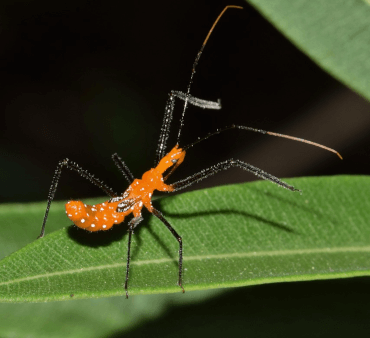 assassin-bug - Only Bugs Orange bug on leaf