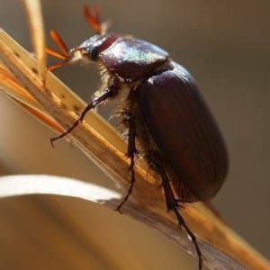 beetlebrown-oval Brown beetle oval shape