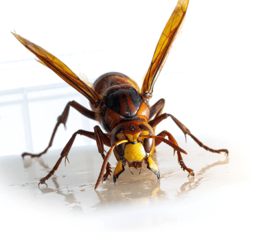 hornets - Only Bugs Stinging Hornet