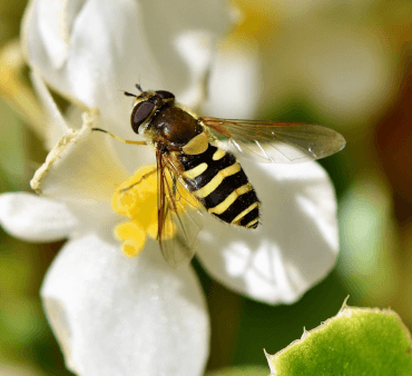 hoverflies - Only Bugs hoverflies resting on white flower