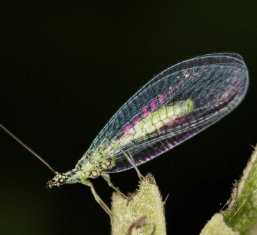 lacewing - Only Bugs Transparent Wings