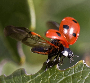 ladybug - Only Bugs Open Wings ladybug