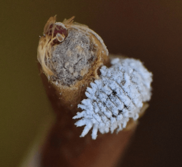 mealybug - Only Bugs mealybug on plant