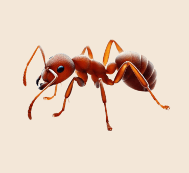 red imported fire ants - Only Bugs Image of red imported fire ant