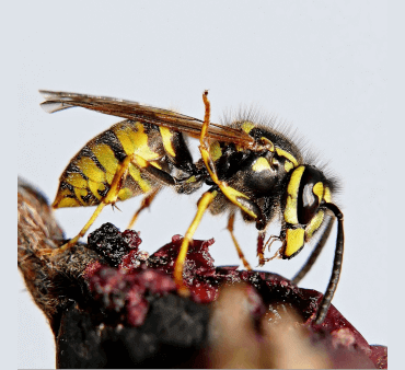 yellow jacket - Only Bugs Yellow jacket insect