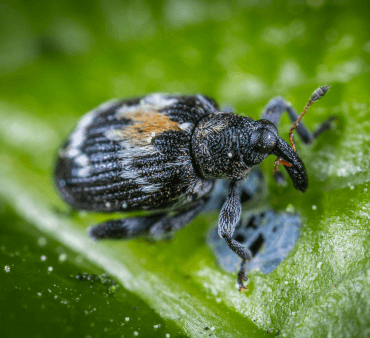 Bean weevil - Only Bugs Bean weevil