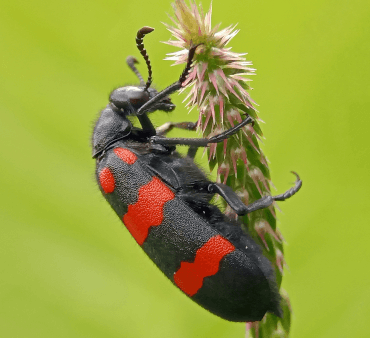 Blister - Only Bugs Red and Black Blister Beetle
