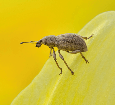 Boll weevil - Only Bugs Only Bugs Logo