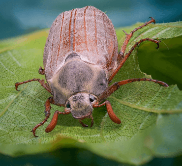June bug bettle - Only Bugs Open Wings ladybug
