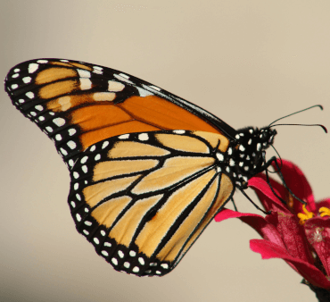 Monarch butterfly - Only Bugs Close up photo of Monarch butterfly