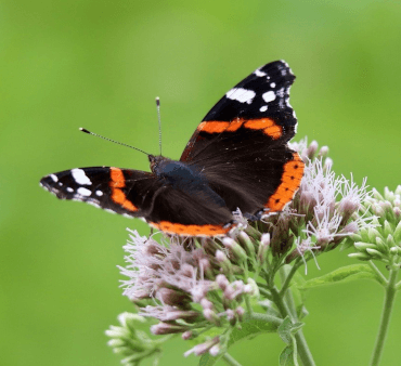 Red Admiral - Only Bugs Green background Red admiral butterfly