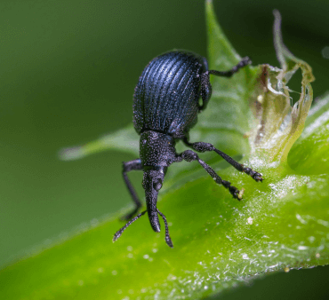 black vine weevil - Only Bugs image of black vine weevil