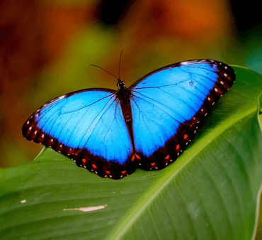 blue morpho - Only Bugs Vibrant Blue Morpho butterfly