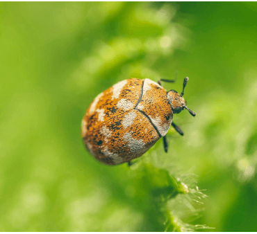 carpet beetle - Only Bugs Carpet Beetle in green background