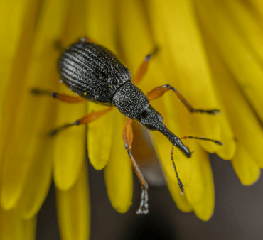 clover - Only Bugs Clover weevil on yellow flower
