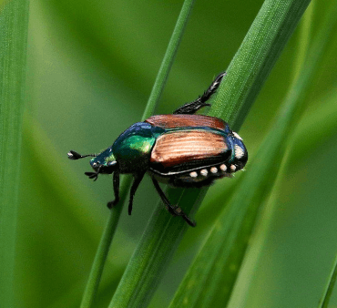 japanese-beetles - Only Bugs Green and Brown Japanese Beetle