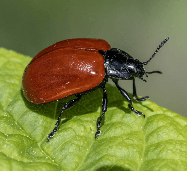 red leaf beetle - Only Bugs Up close image of Red leaf beetle