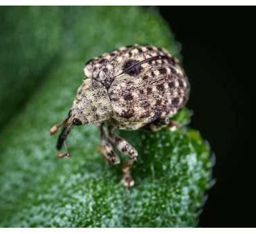 strawberry weevil - Only Bugs Spotted gray strawberry root weevil