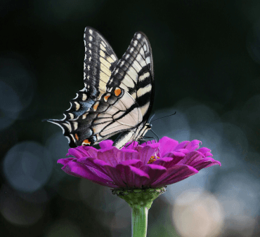 swallowtail butterfly - Only Bugs Swallowtail butterfly on the flower