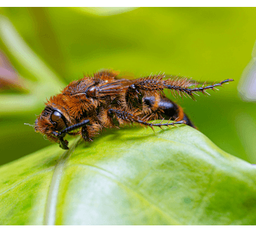velvet ant - Only Bugs Velvet ant on the leaf