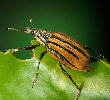 weevil - Only Bugs Weevil on the leaf