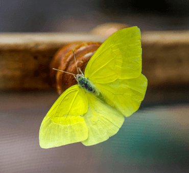 Suplhur Butterfly 1 - Only Bugs Sulphur Butterfly