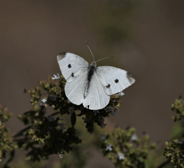 butterfly-cabbage - Only Bugs Cabbage white spotted butterfly